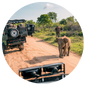 Jungle Safari